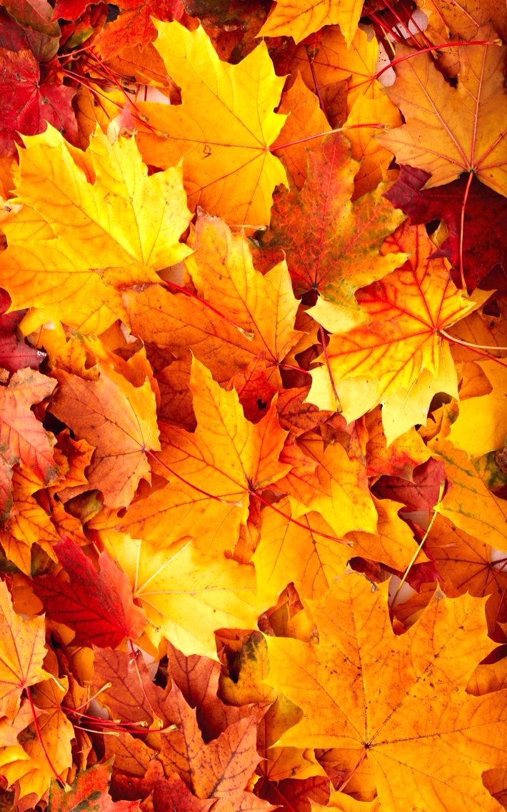 15 Cute Fall Wallpaper - Cute Fall Backgrounds For Iphone , HD Wallpaper & Backgrounds