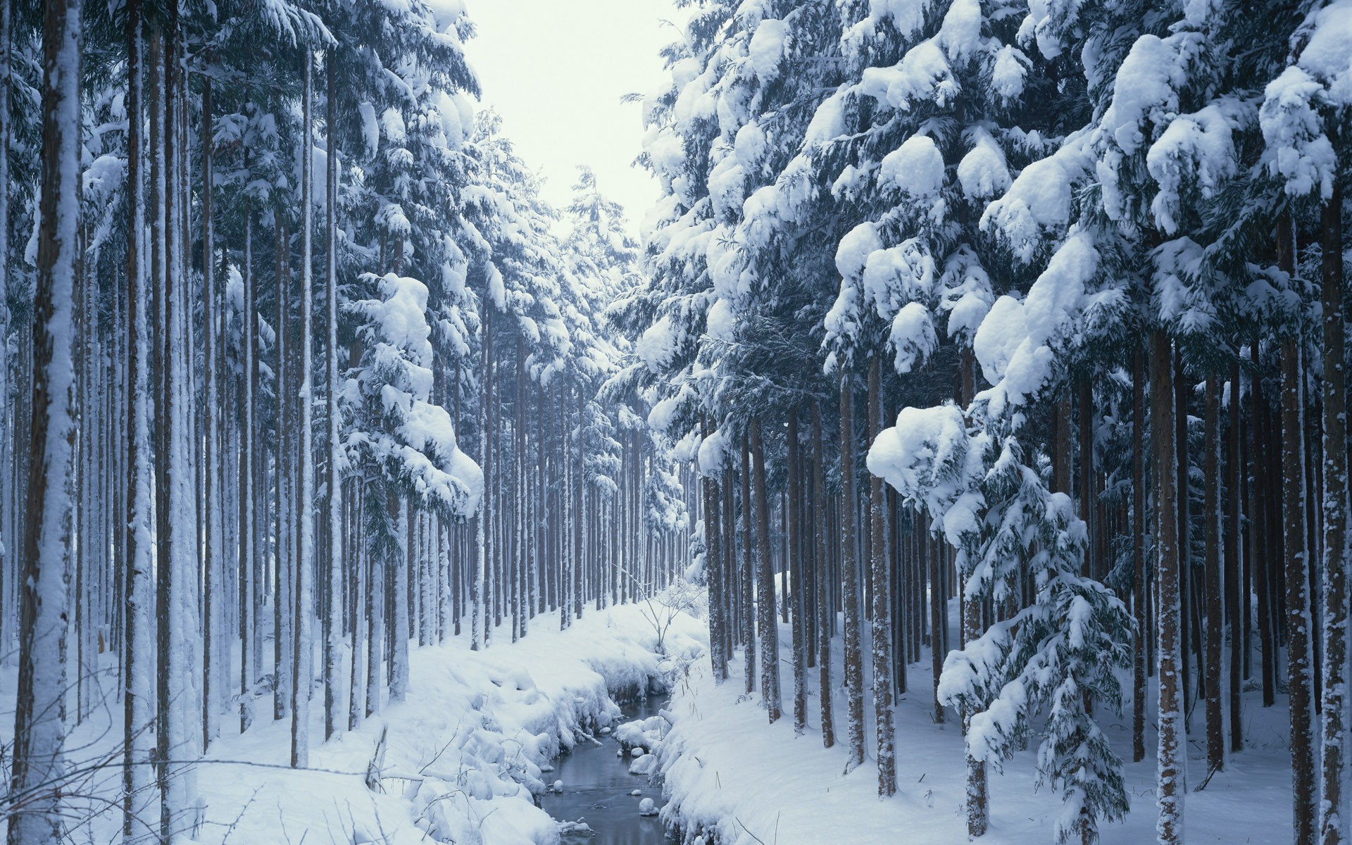 Forest Snow Wallpaper - Forest Background Hd Winter , HD Wallpaper & Backgrounds