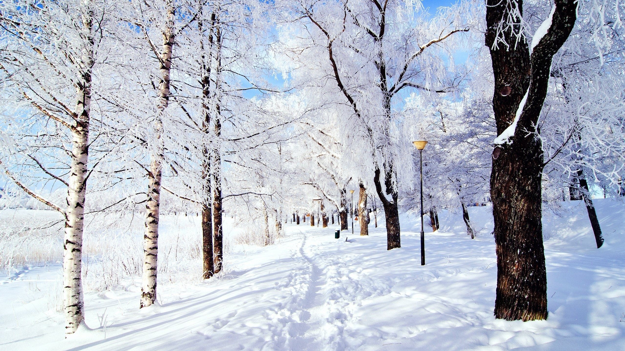 Snow Pictures Wallpaper - Snowy Scene , HD Wallpaper & Backgrounds