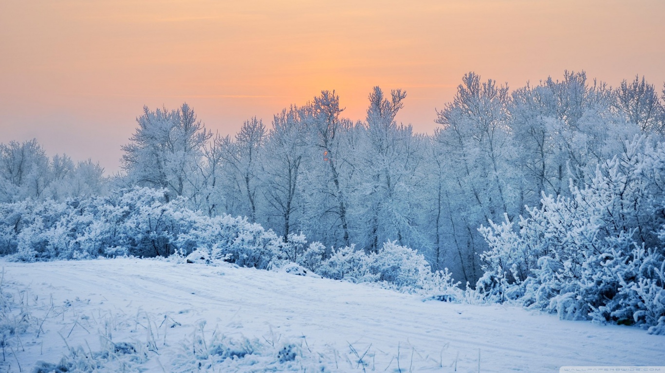 9 Winter Snow Trees Hd Desktop Wallpaper , HD Wallpaper & Backgrounds