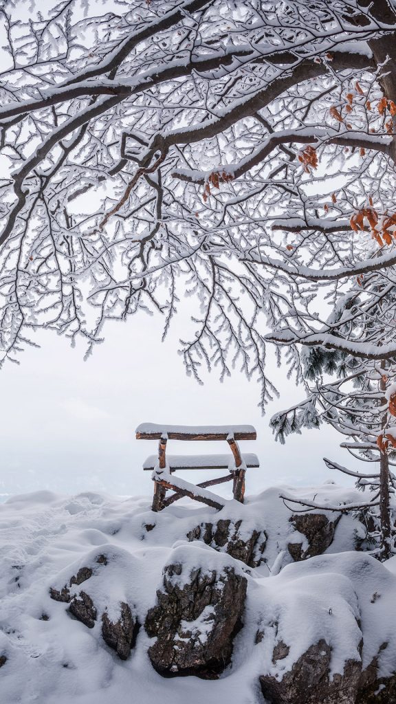 A Bench Under Snowy Trees Iphone Wallpaper - Iphone Wallpaper Snowy Tree , HD Wallpaper & Backgrounds