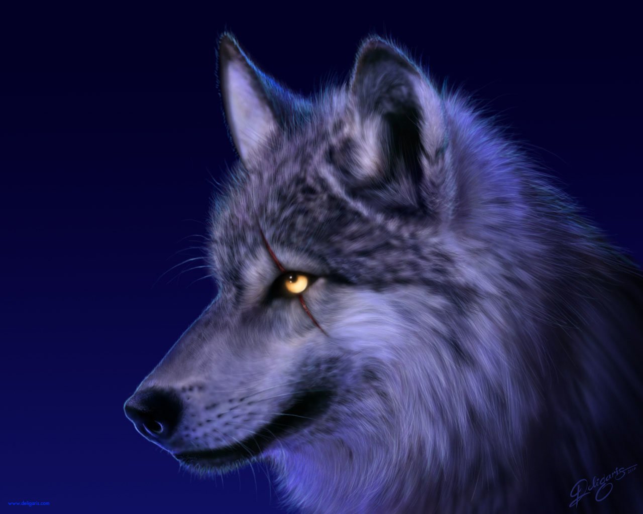 Hd Wallpaper - Wild Wolf , HD Wallpaper & Backgrounds
