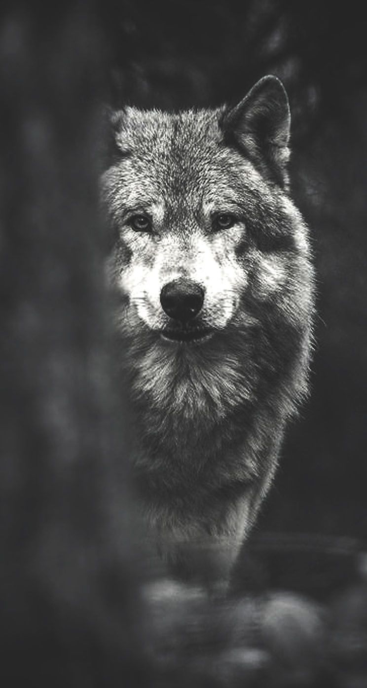 Wolf Wallpaper Phone Hd , HD Wallpaper & Backgrounds