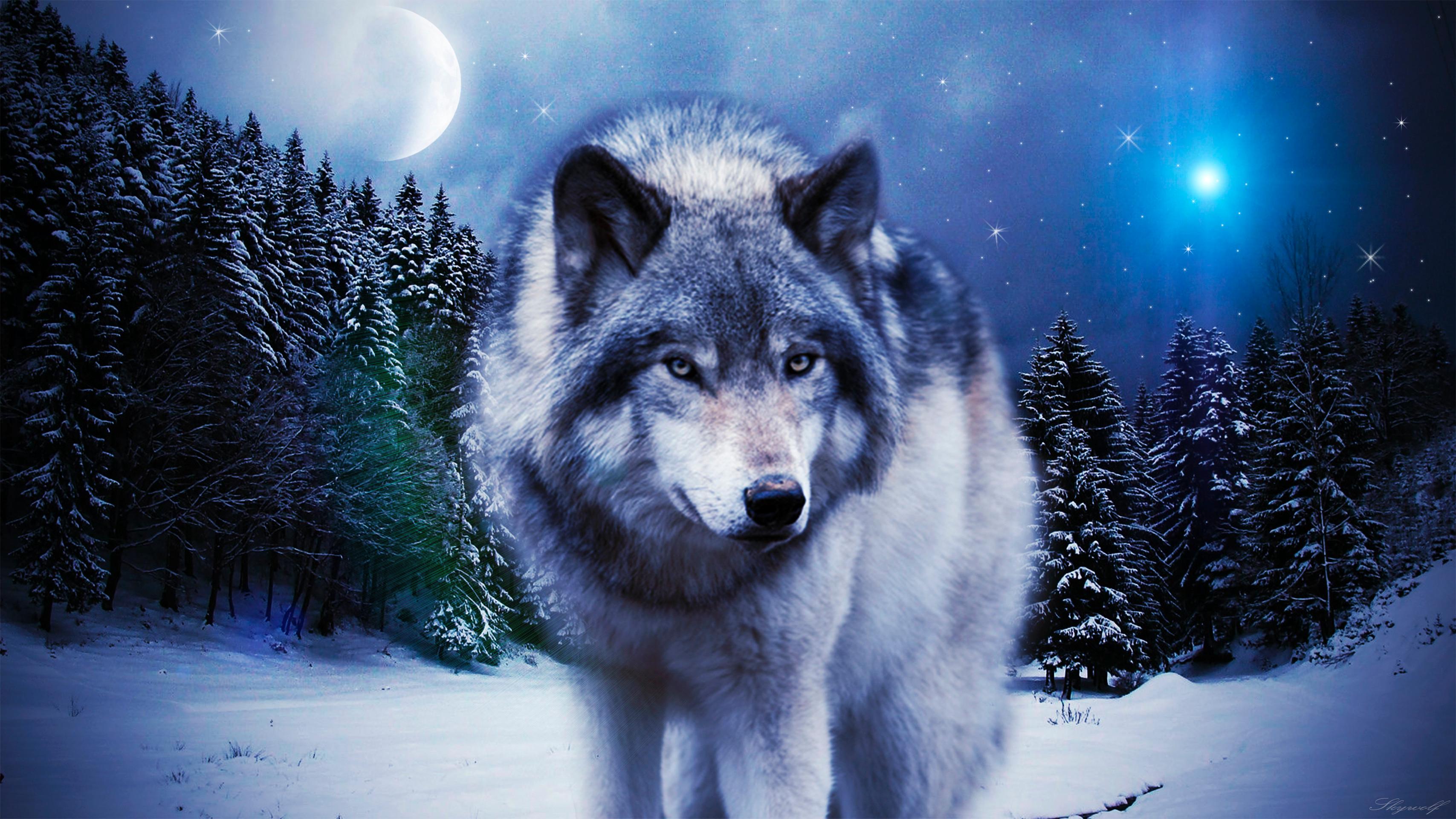 Wolf - Wolf In The Winter , HD Wallpaper & Backgrounds