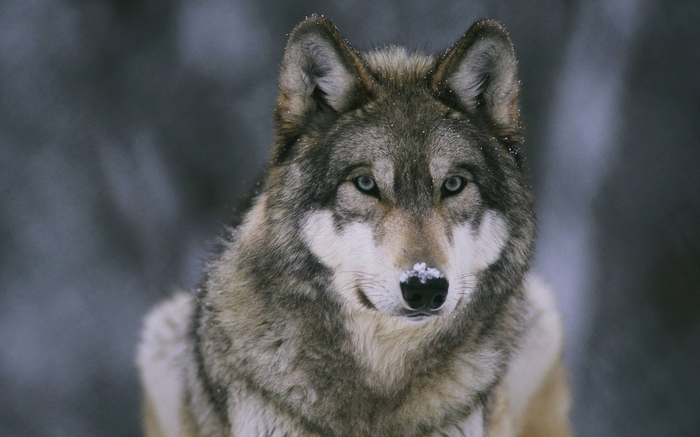 Full Hd Wallpaper Search - Wolf Best , HD Wallpaper & Backgrounds