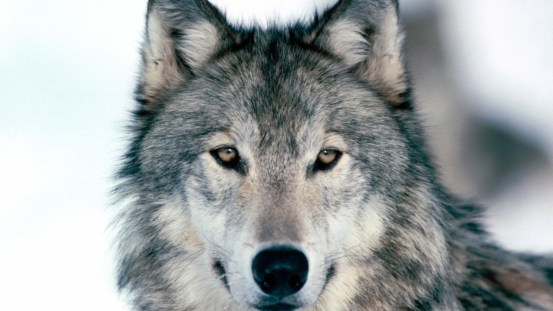 Preview Wallpaper Wolf, Winter, Snow, Face, Eyes, Predator - Wolf 1080p , HD Wallpaper & Backgrounds