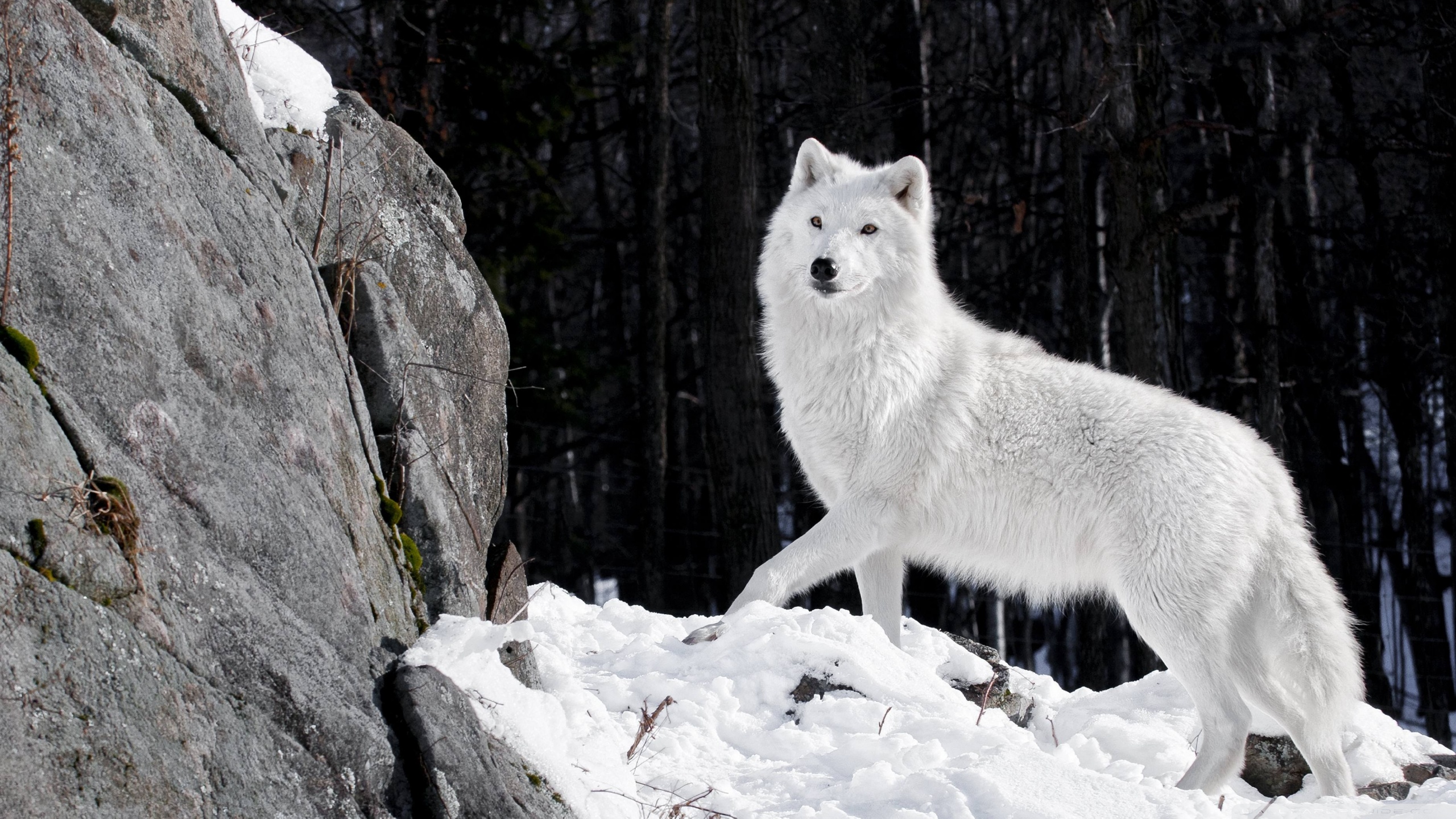 Hd 16 - - White Wolf Wallpaper Hd , HD Wallpaper & Backgrounds