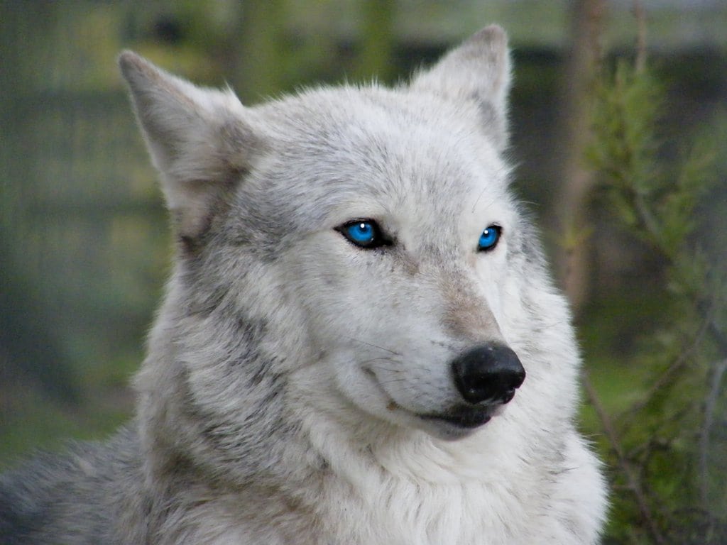 Blue Eyed Wolf Wallpaper - Wolf With Bright Eyes , HD Wallpaper & Backgrounds