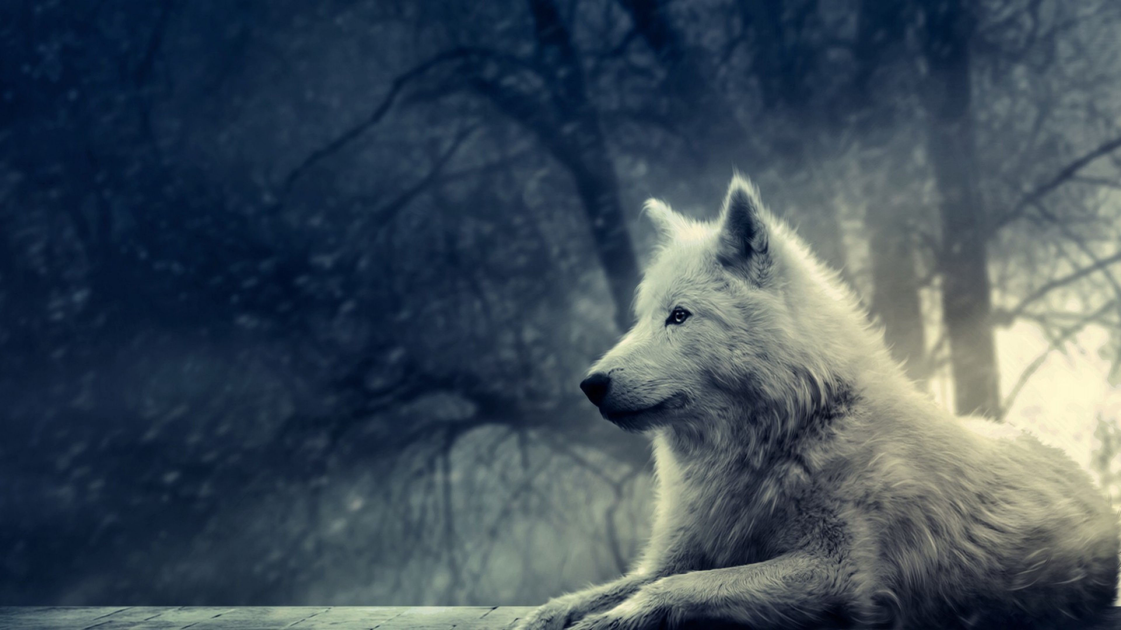 Wolf Wallpapers - Lone Wolf , HD Wallpaper & Backgrounds