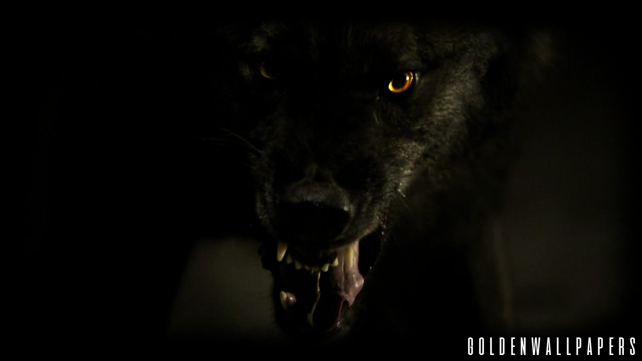 Black Wolf Wallpaper - Angry Black Wolf , HD Wallpaper & Backgrounds