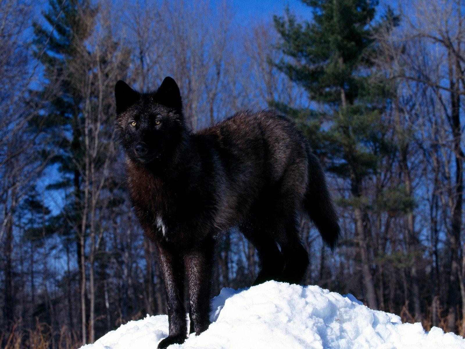 Black Wolf Wallpaper - Black Wolves In The Snow , HD Wallpaper & Backgrounds
