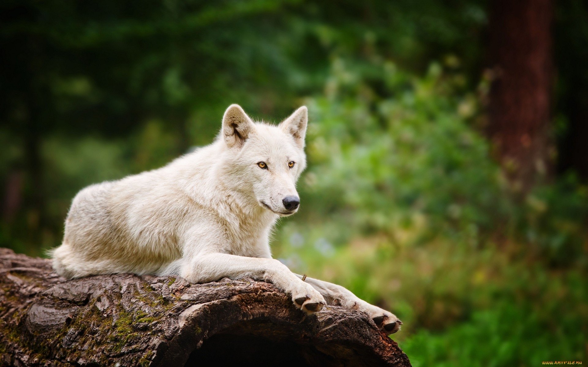Arctic Wolf Wallpaper Hd - White Wolf In The Forest , HD Wallpaper & Backgrounds