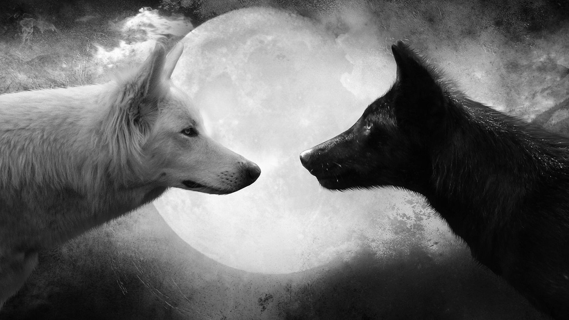 Wolf - White Vs Black Wolf , HD Wallpaper & Backgrounds