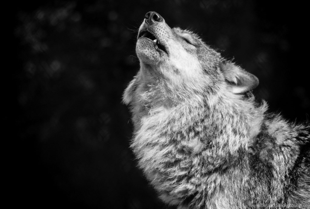 Grey Wolf Wallpaper, Grey Wolf Backgrounds, New Wallpapers - Wolf , HD Wallpaper & Backgrounds