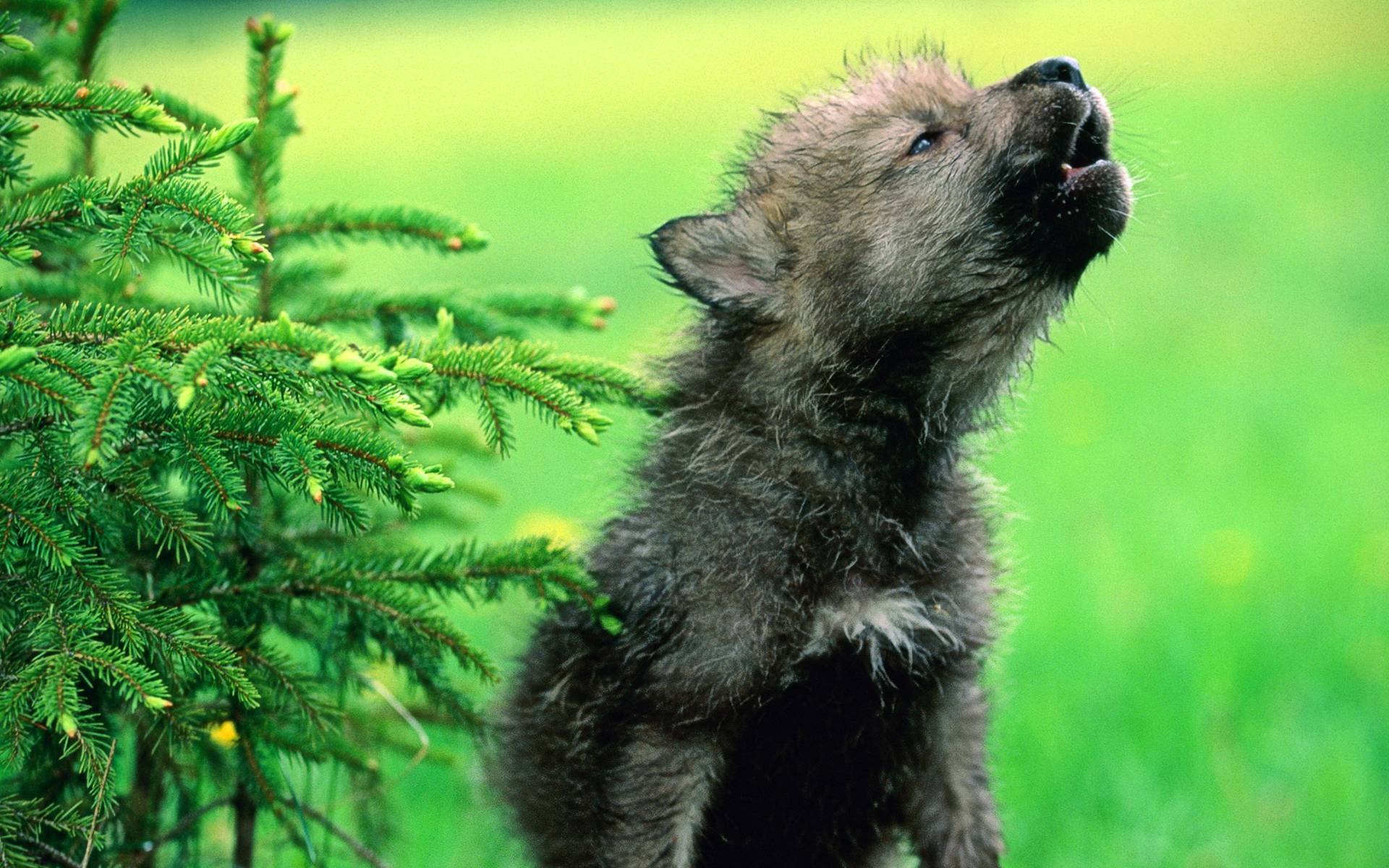 Baby Wolf Wallpapers - Baby Wolf Wallpaper Hd , HD Wallpaper & Backgrounds