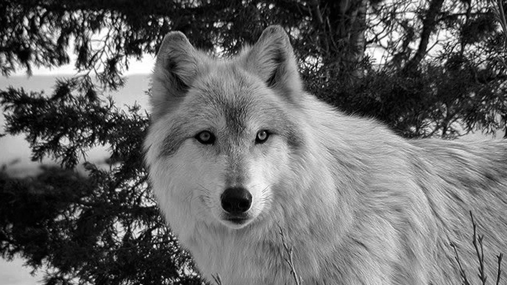 Black And White Wolf Wallpaper - Wolf Black And White Wolf Hd , HD Wallpaper & Backgrounds