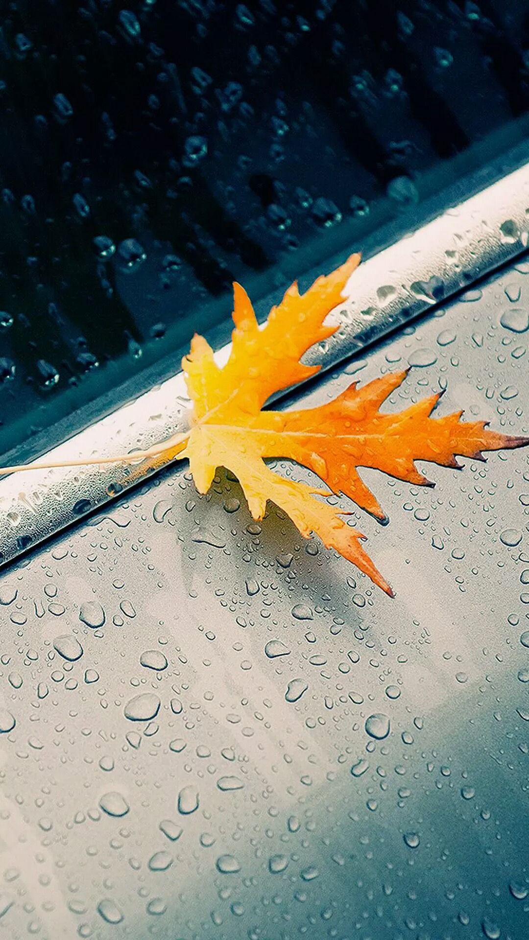 Rain In Autumn Live Wallpaper - Nature Leaves Wallpaper Iphone , HD Wallpaper & Backgrounds
