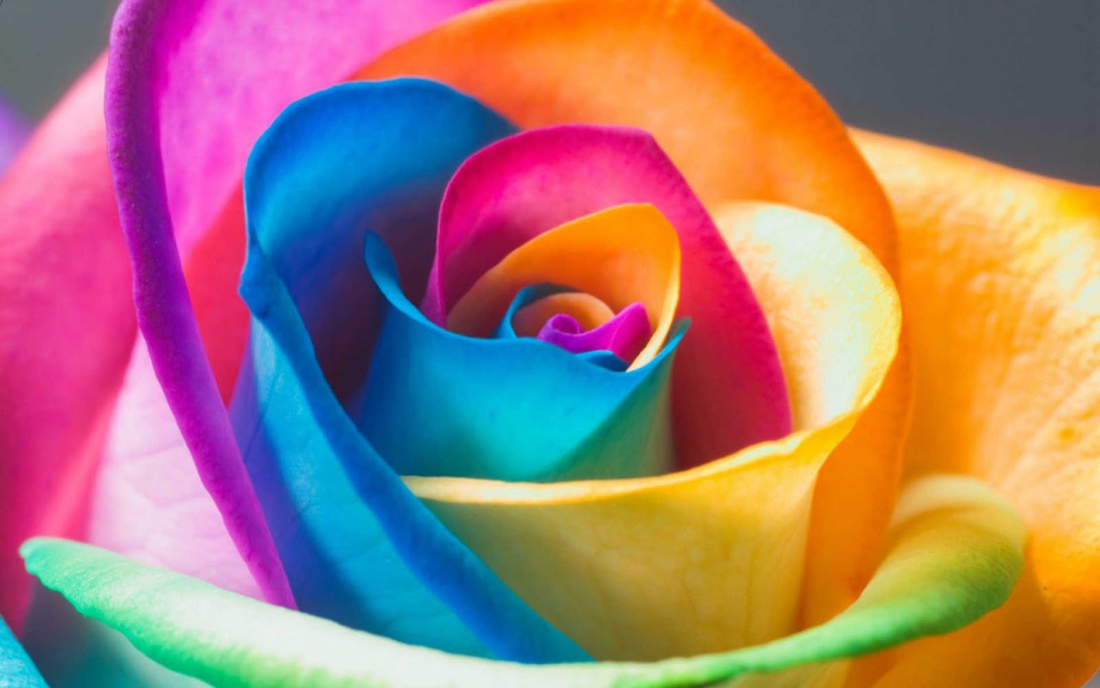 Download Pretty Fantasy Rainbow - Colorful Rose , HD Wallpaper & Backgrounds