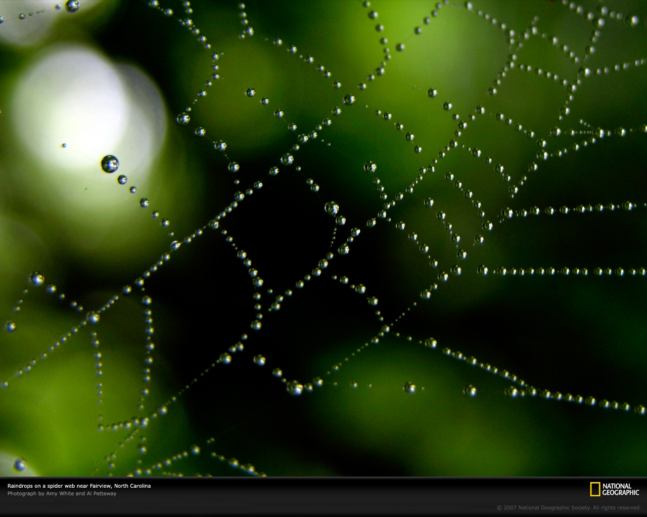 Raindrops In Spider Web , HD Wallpaper & Backgrounds