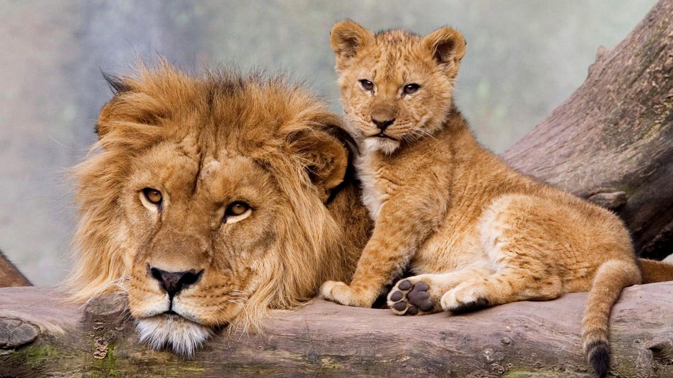 - - Young And Adult Lion , HD Wallpaper & Backgrounds