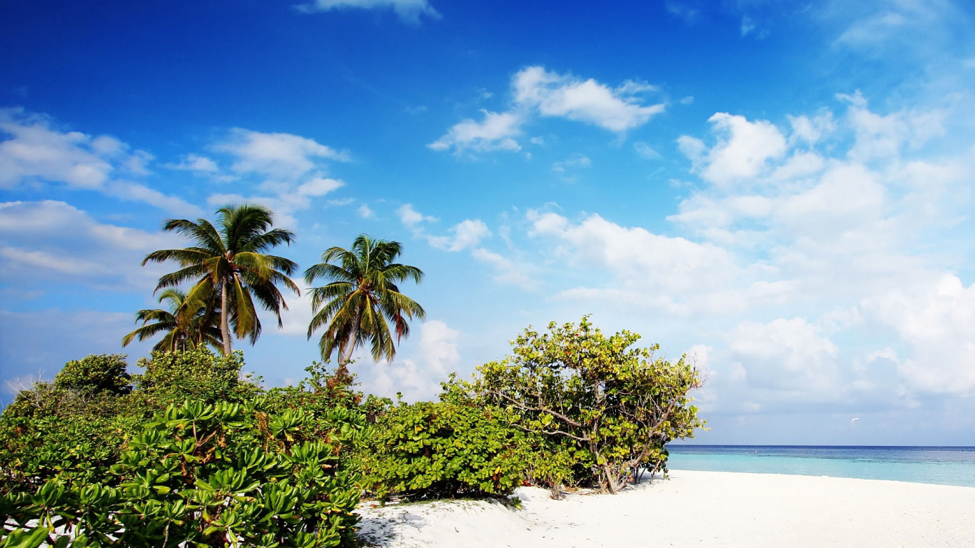Palm Tree, Windows 10, Sky, Shore, Tropics Wallpaper - Best Beach In Tamilnadu , HD Wallpaper & Backgrounds