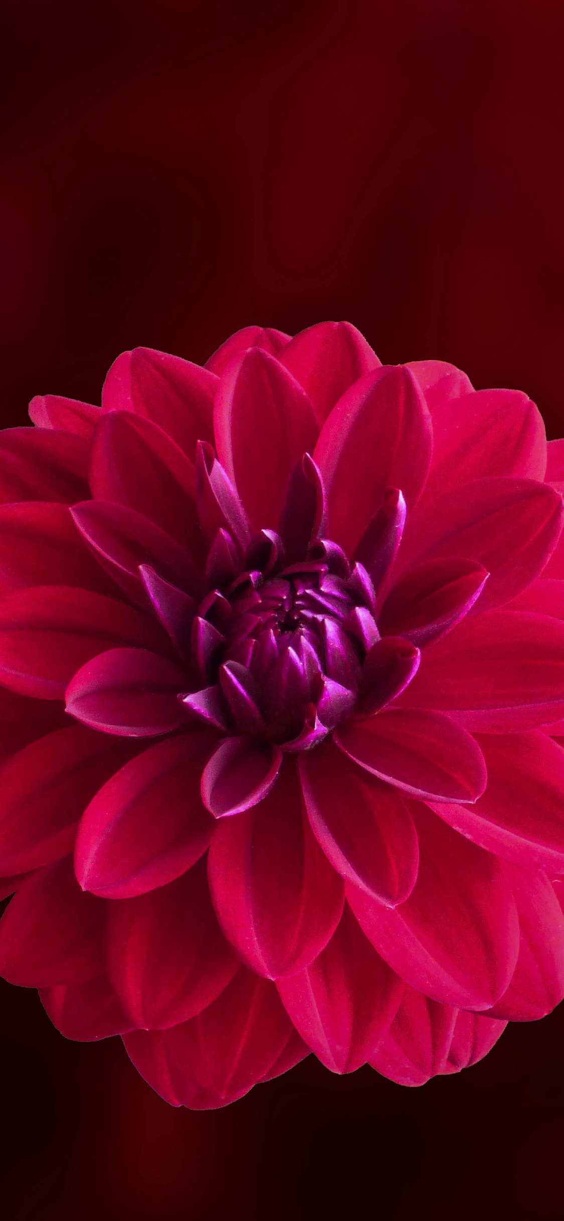 Pink Dahlia Flower - Hd Red Wallpaper For S7 Edge , HD Wallpaper & Backgrounds