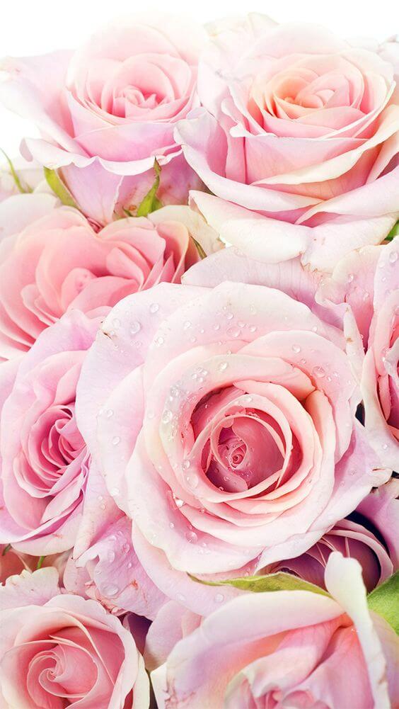 Iphone Flower Wallpaper 4k - Pink Rose Iphone Background , HD Wallpaper & Backgrounds