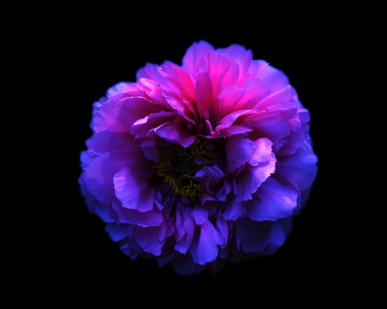 Carnation , HD Wallpaper & Backgrounds