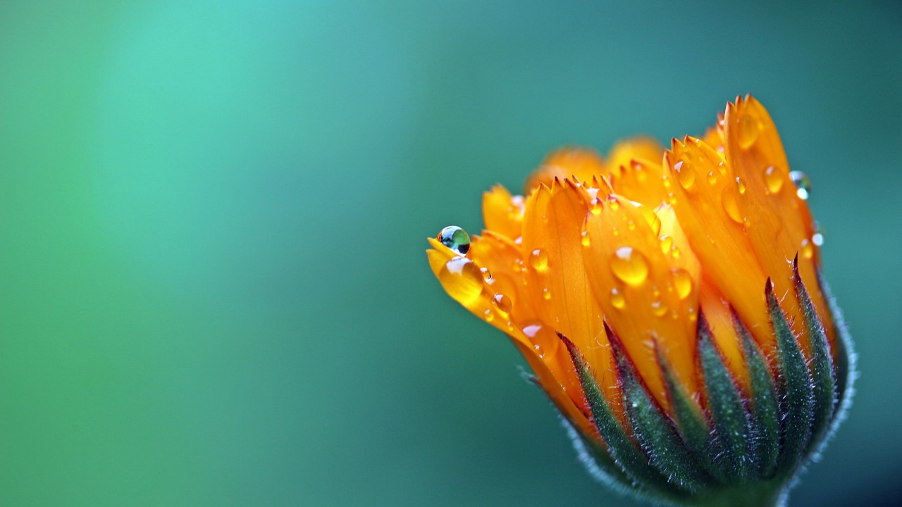 Wallpaper Marigold Calendula Droplets Bloom 4k Flowers - Flower 4k , HD Wallpaper & Backgrounds