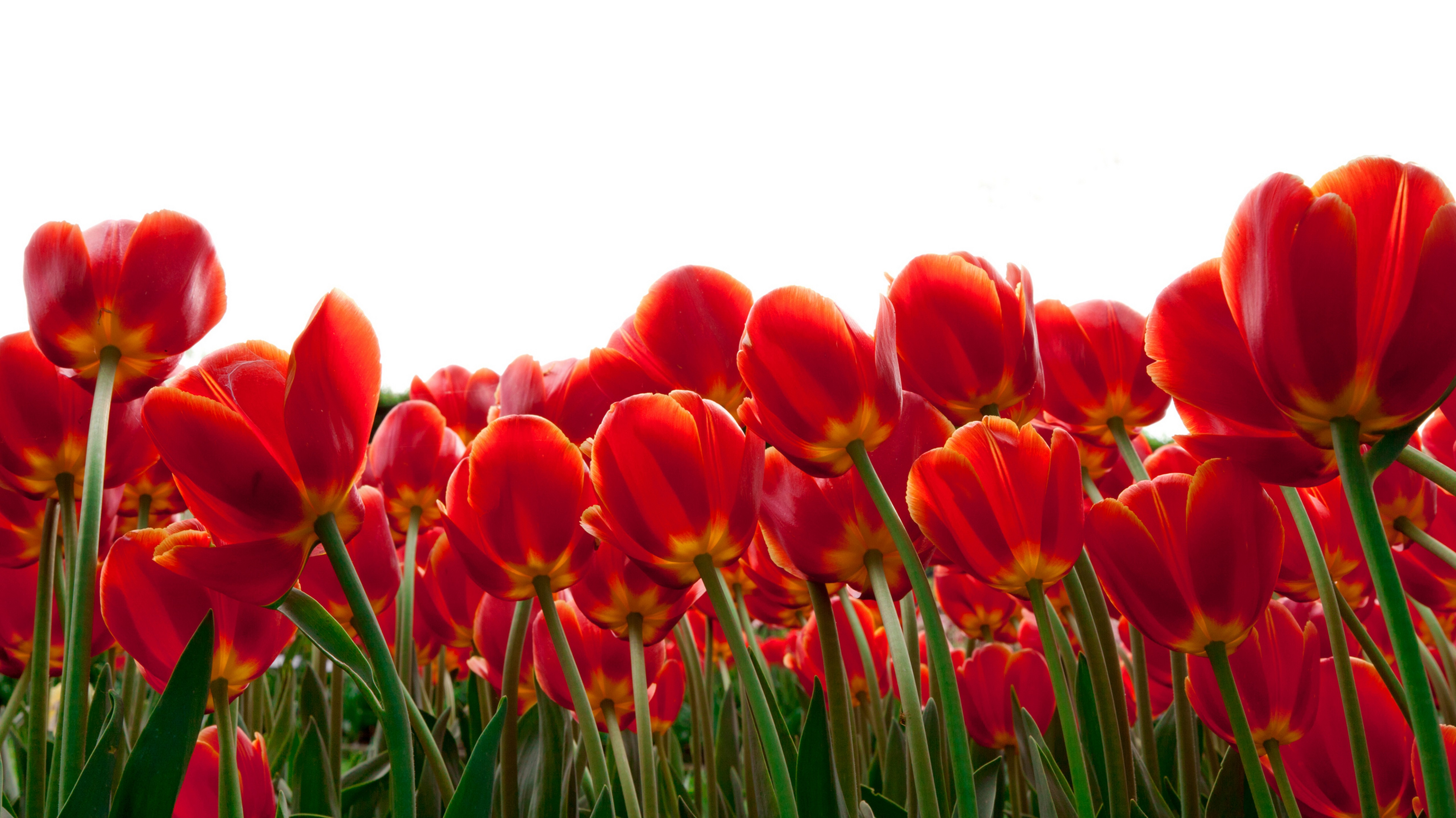 Red Tulips 4k - Tulip Flower For Cover Page , HD Wallpaper & Backgrounds