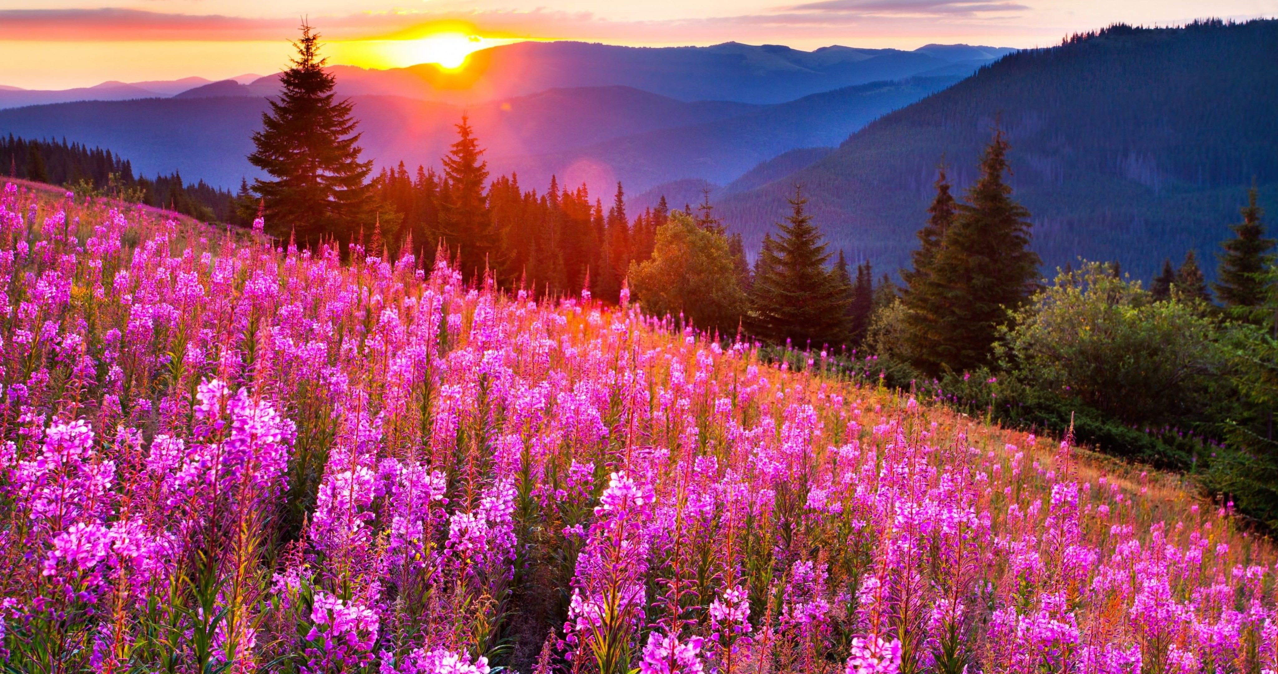 Flowers And Sunset Hd Wallpaper - Красивые Картинки Природы Лето , HD Wallpaper & Backgrounds