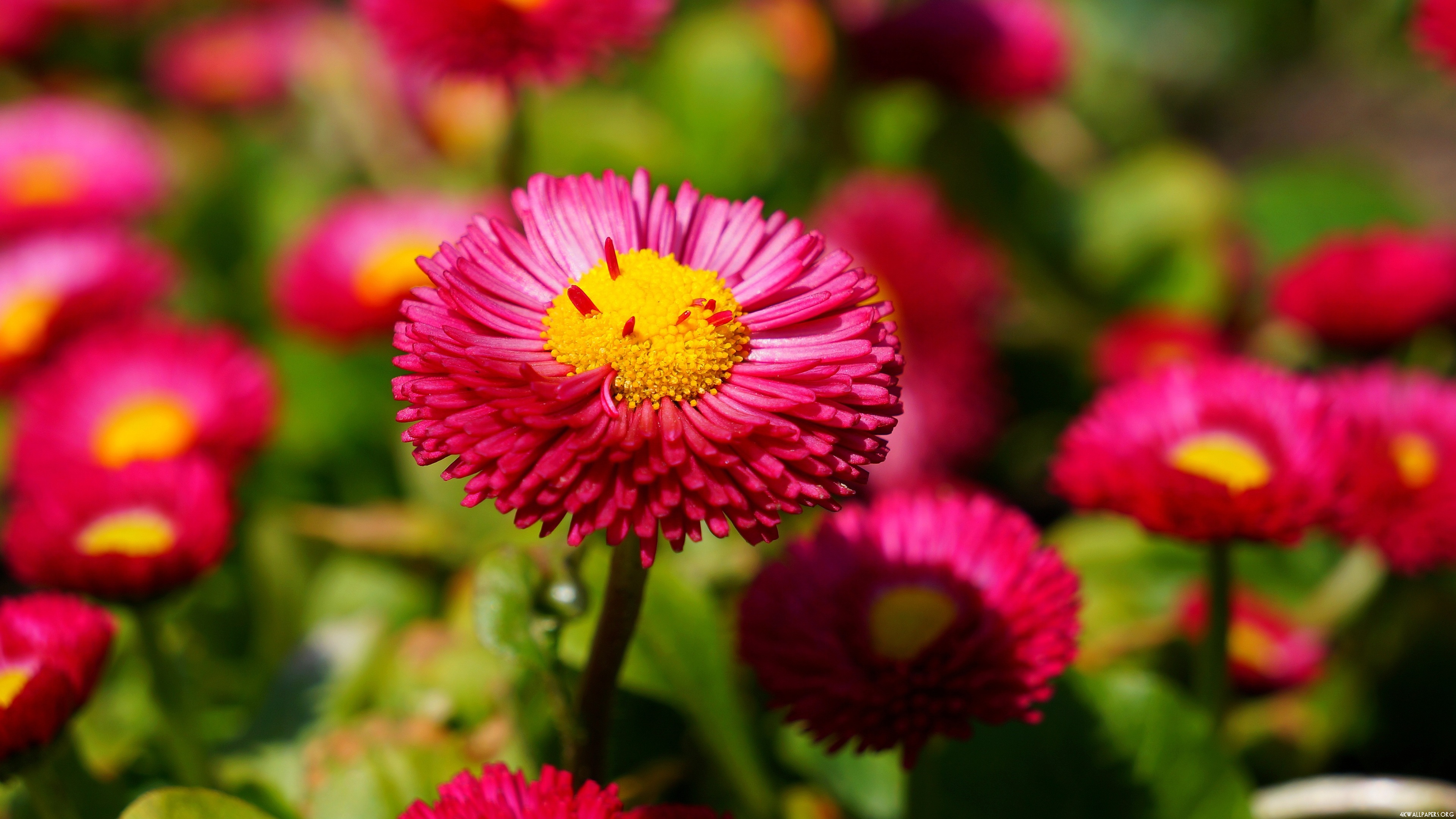4k Pink Flowers Wallpaper - Non Living Things Flowers , HD Wallpaper & Backgrounds