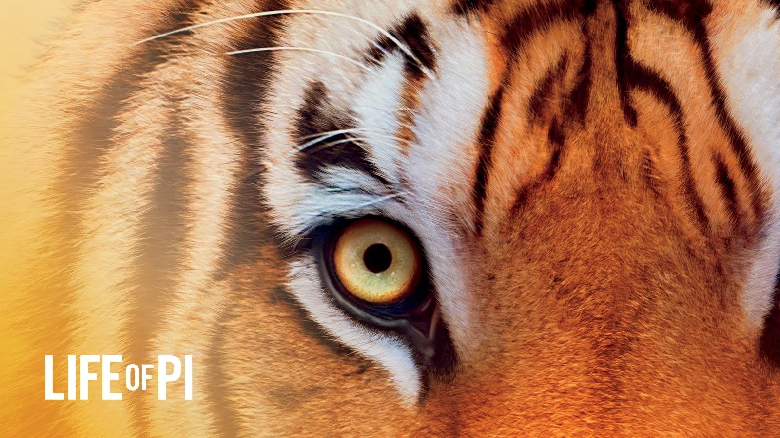 Insights On Life Of Pi Wallpaper Wpc9206330 - Tiger Image For Banner , HD Wallpaper & Backgrounds
