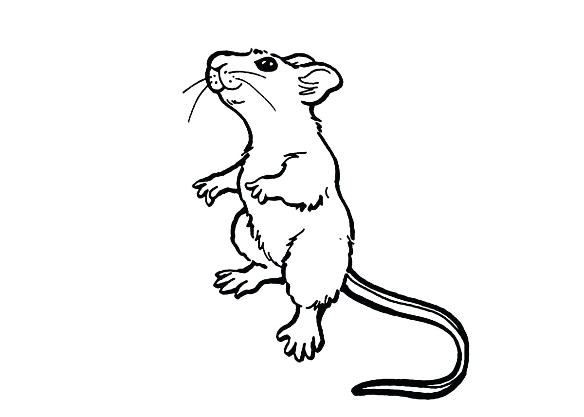 Lab Rats Coloring Pages With Wallpaper Wide Mayapurjacouture - Rat Coloring Pages Free , HD Wallpaper & Backgrounds