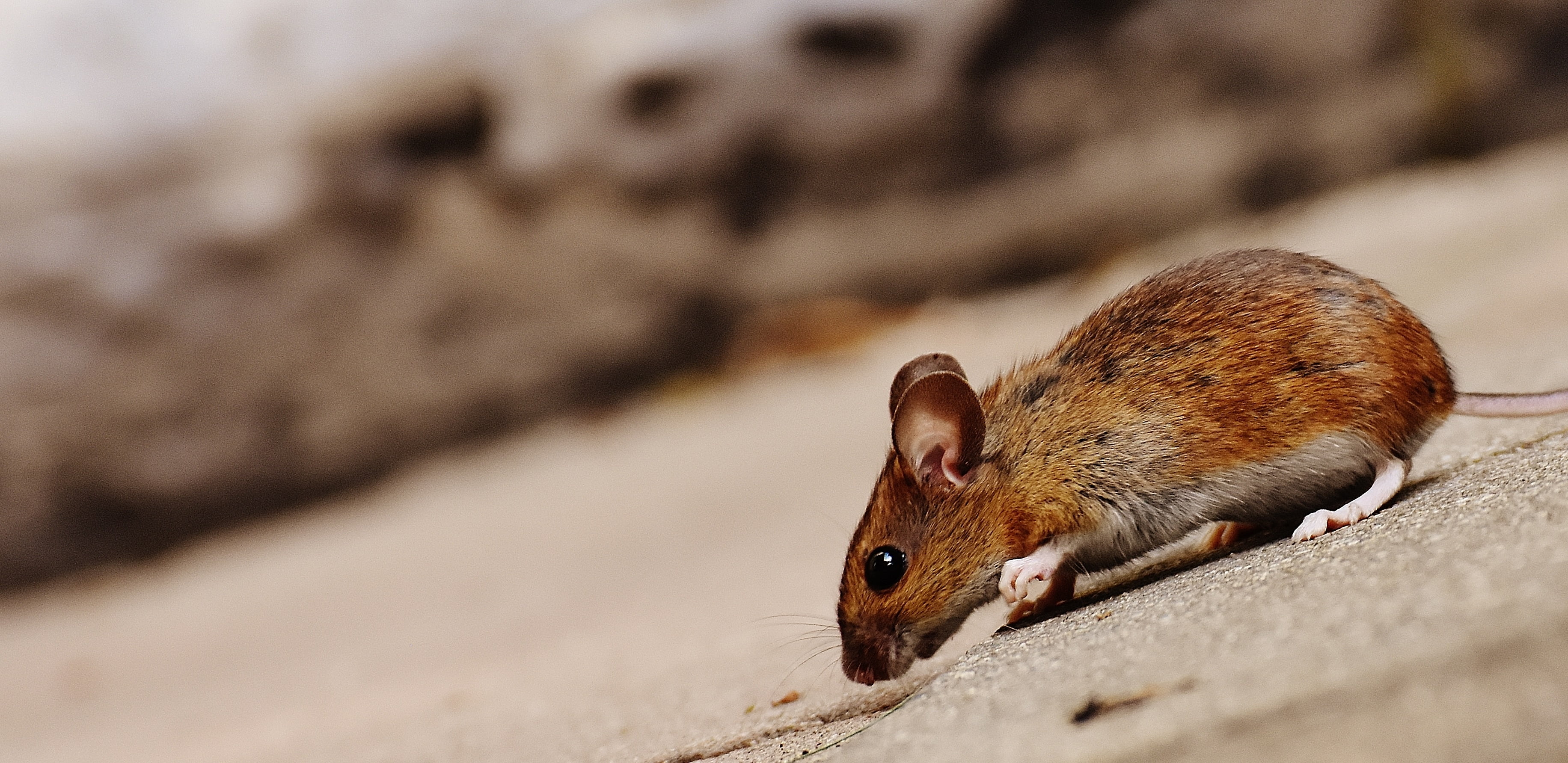 Brown Rat Hd Wallpaper - Mouse Real Life , HD Wallpaper & Backgrounds