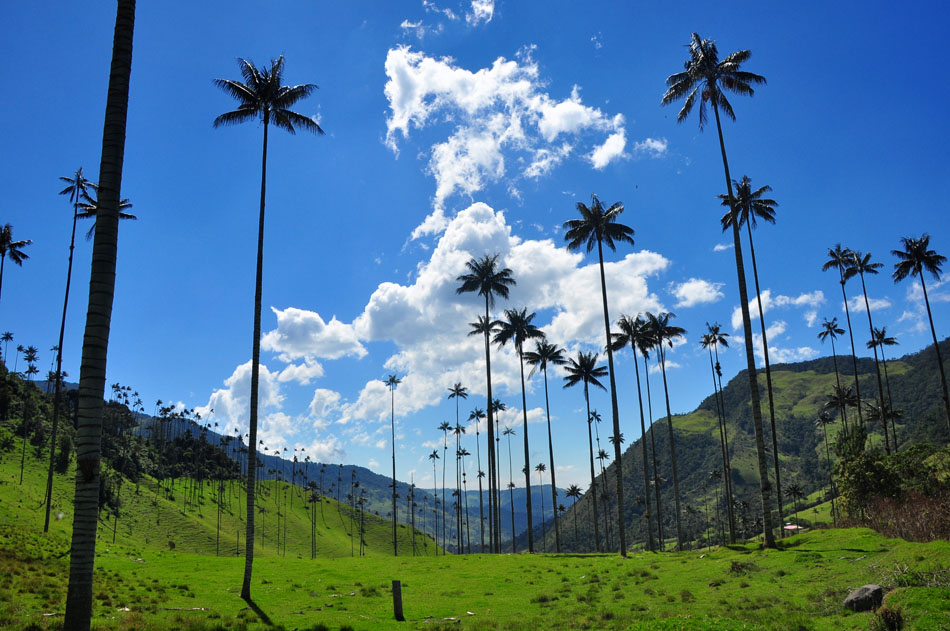 Wax Palms Cocora Valley , HD Wallpaper & Backgrounds