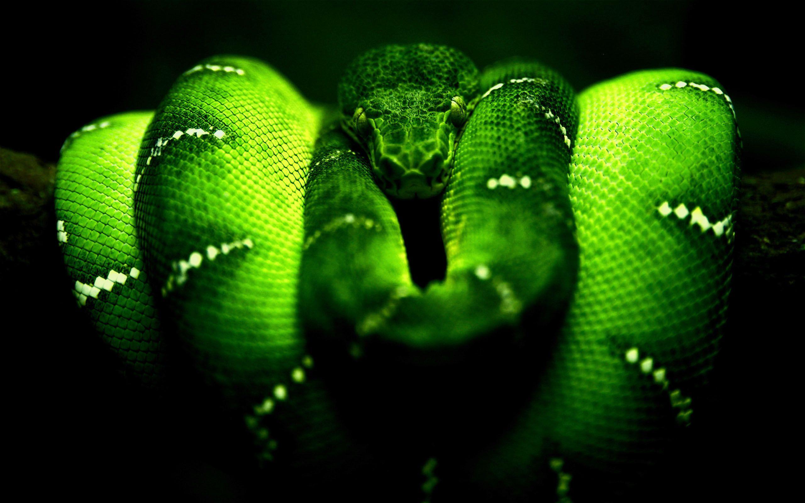 Snake Desktop Wallpaper - Facebook Cover Photo Snake , HD Wallpaper & Backgrounds