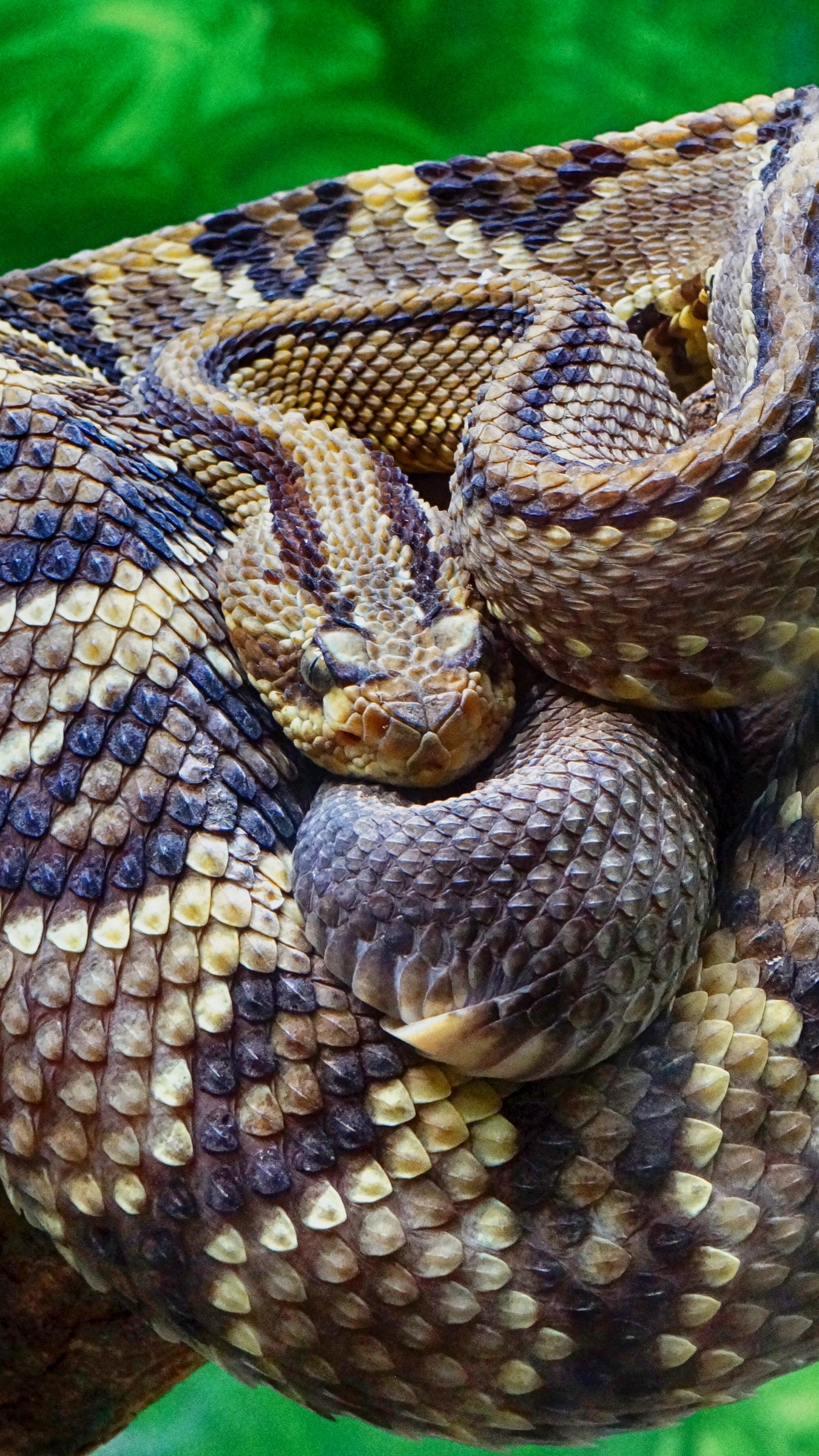 Wallpaper Rattlesnake, Snake, Scales - Rattlesnake Wallpaper Iphone , HD Wallpaper & Backgrounds