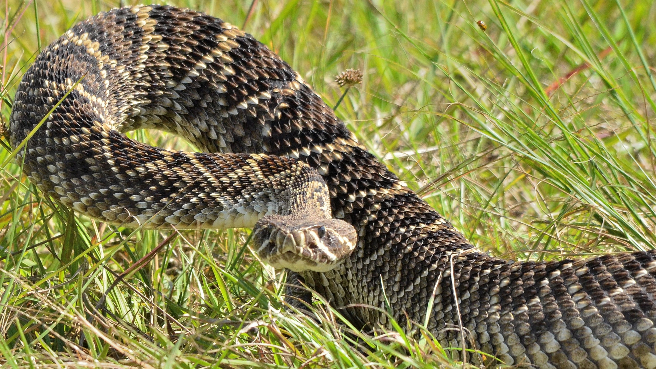 Eastern Diamondback Rattlesnake Hd Wallpaper - Rattle Snake , HD Wallpaper & Backgrounds