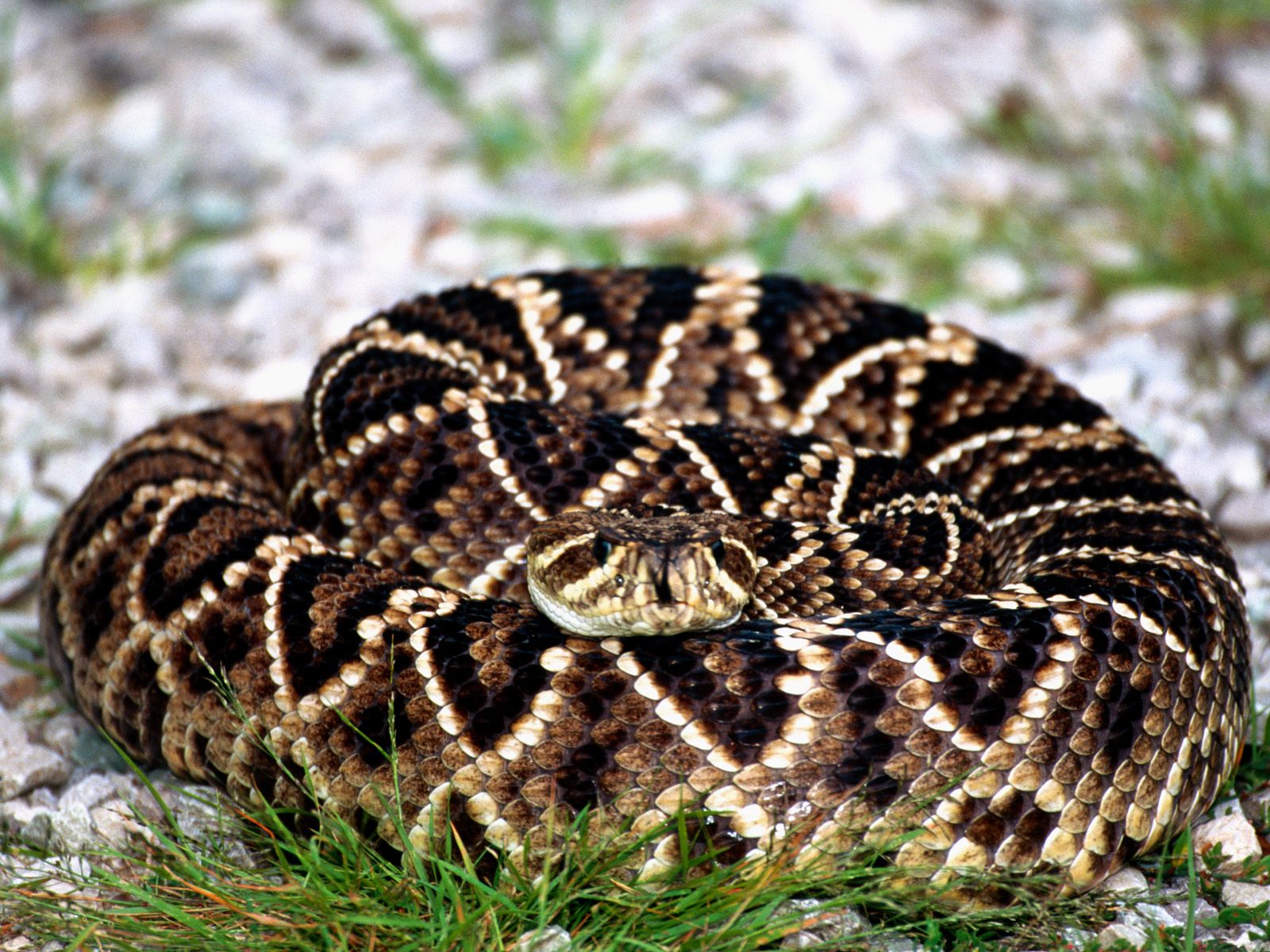 Predator, Rattlesnake, Snake, Reptile, Snakes Wallpaper - Eastern Diamondback Rattlesnake Nc Snakes , HD Wallpaper & Backgrounds