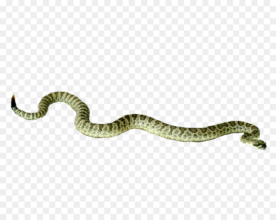 Snake, Rattlesnake, Cobra, Reptile, Serpent Png - Portable Network Graphics , HD Wallpaper & Backgrounds