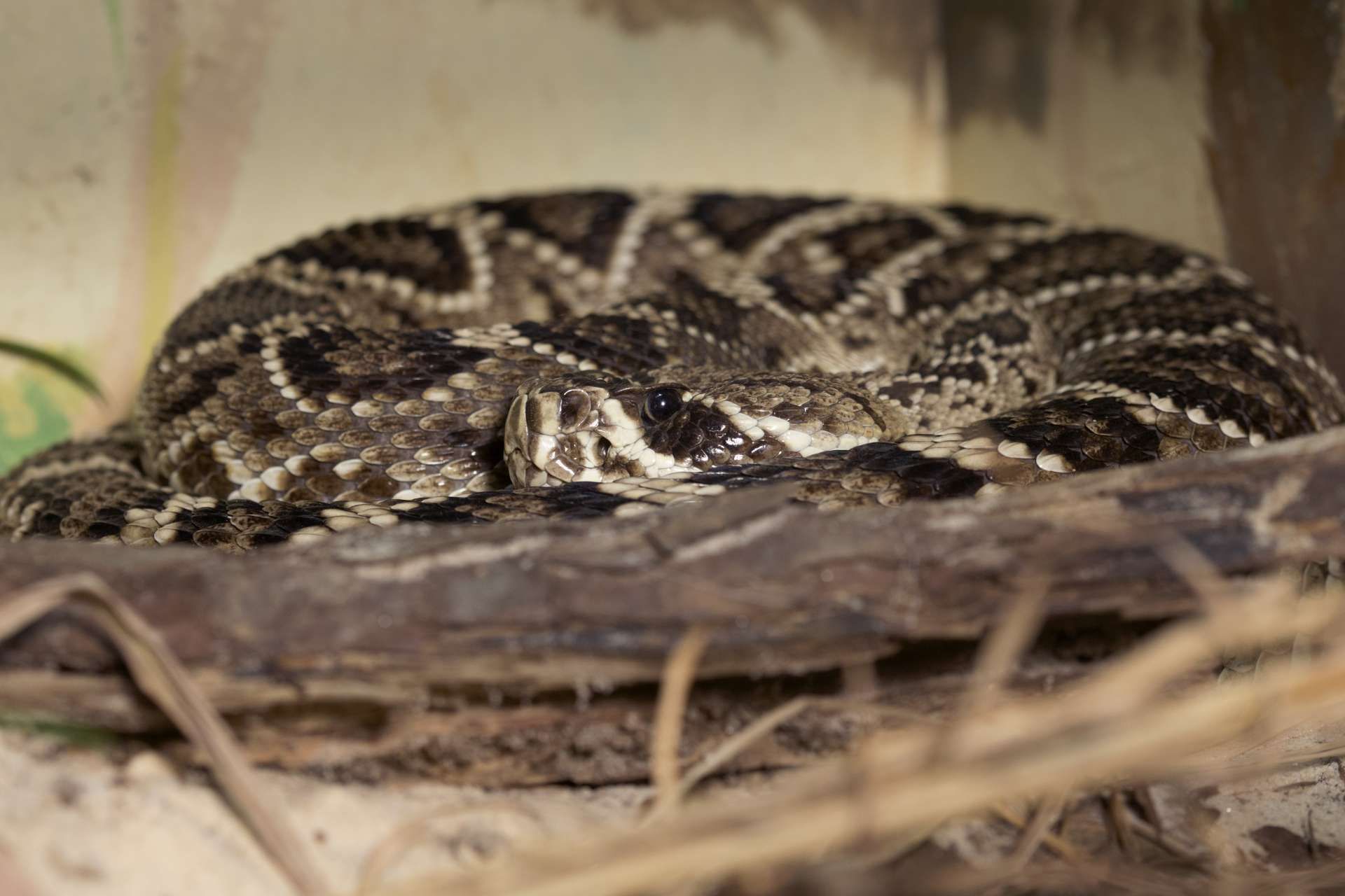 Eastern Diamondback Rattlesnake Wallpaper For Laptop - Burmese Python , HD Wallpaper & Backgrounds