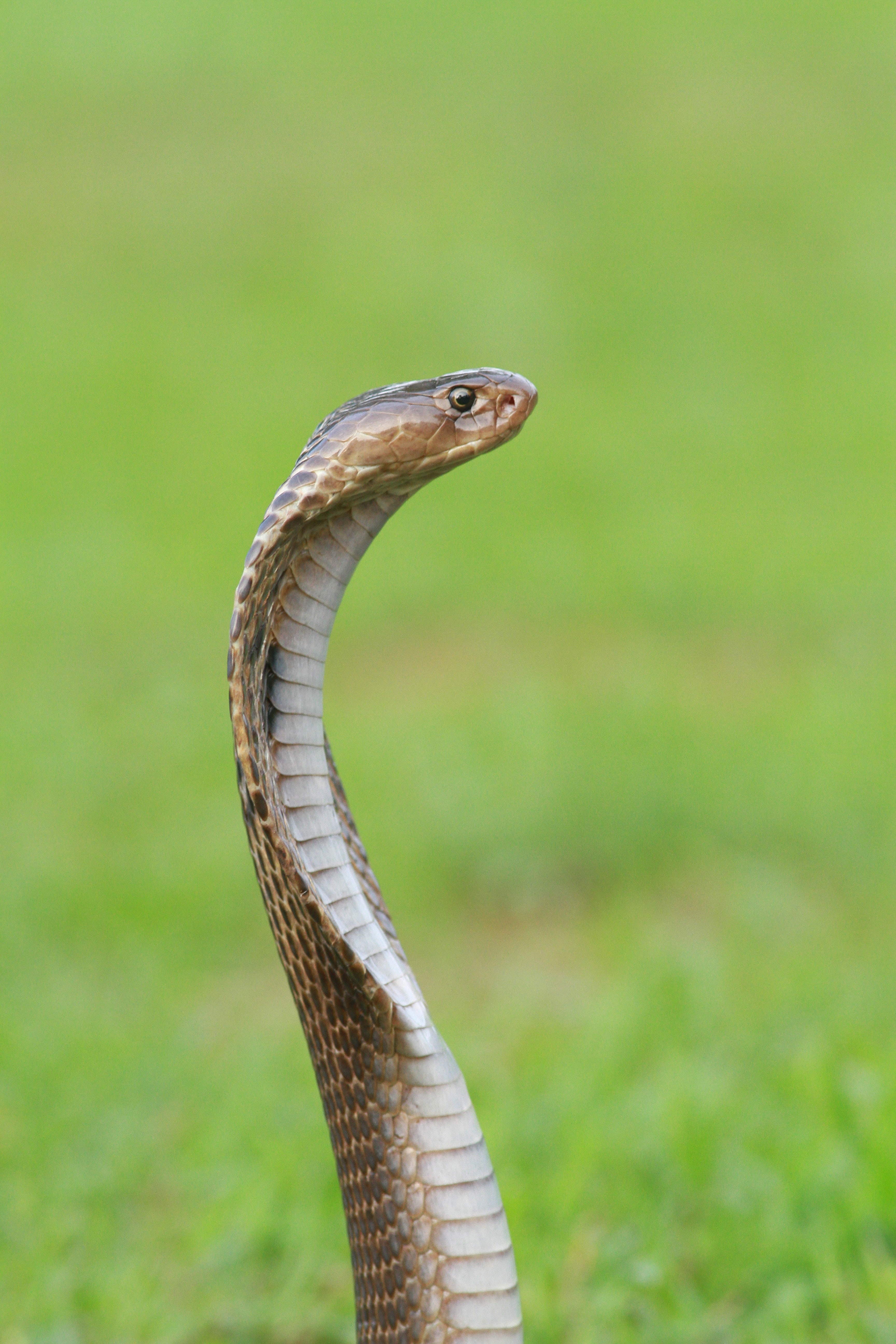 Snake Photos - Snake Image Download , HD Wallpaper & Backgrounds