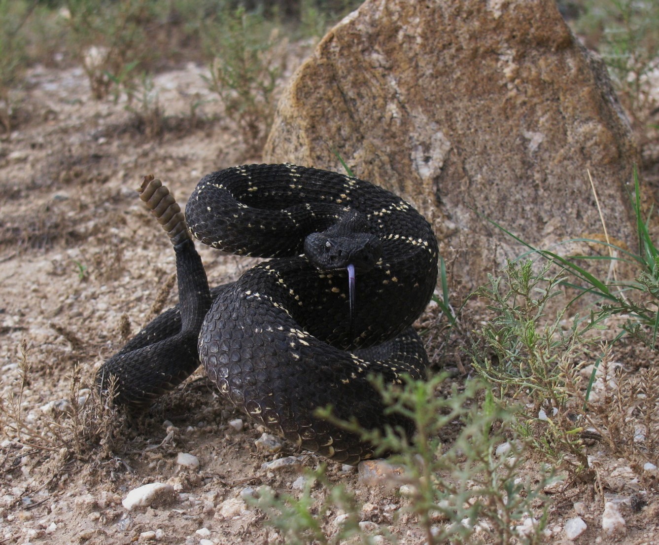 Snakes Of Arizona Images Wallpaper - Arizona Black Rattlesnake Mouth , HD Wallpaper & Backgrounds