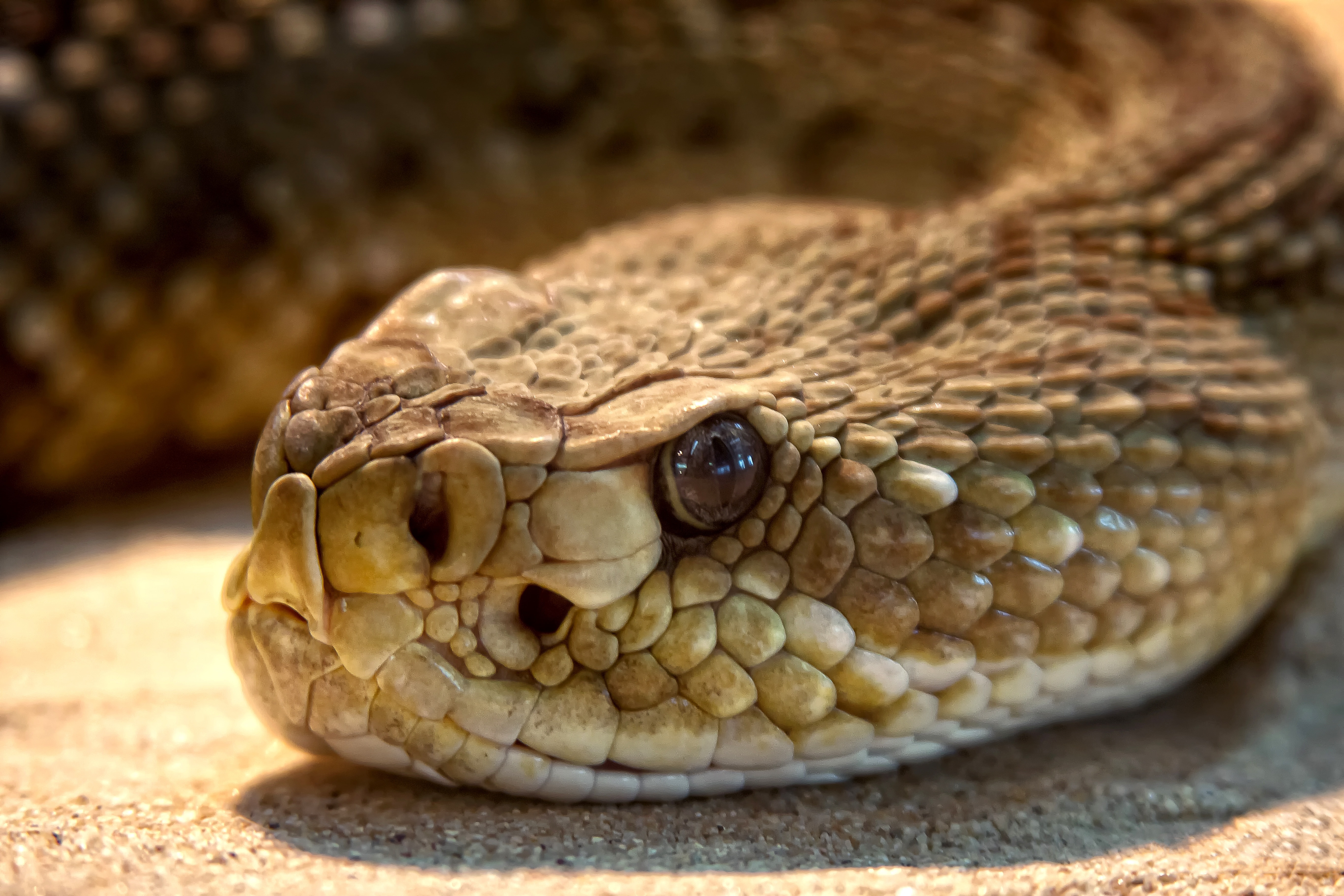 Brown Snake - Texas Rattlesnake , HD Wallpaper & Backgrounds