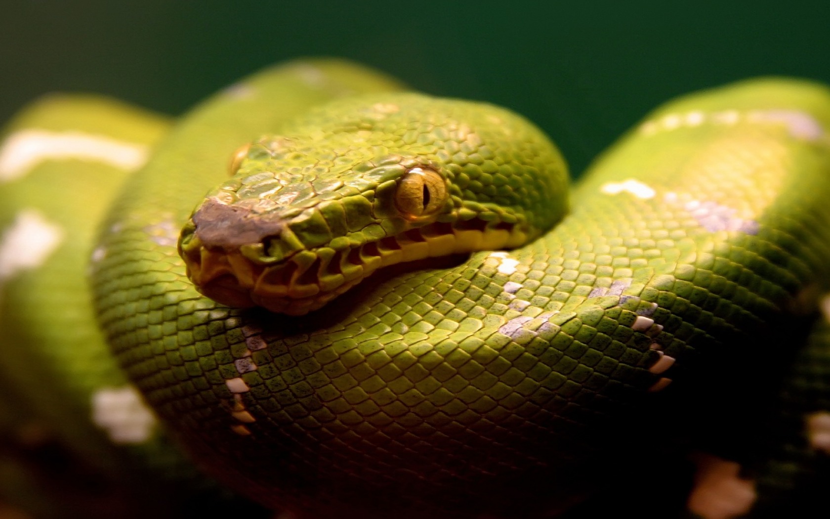 Snake Wallpaper Snakes Animals Wallpapers - Python Snake Image Download , HD Wallpaper & Backgrounds