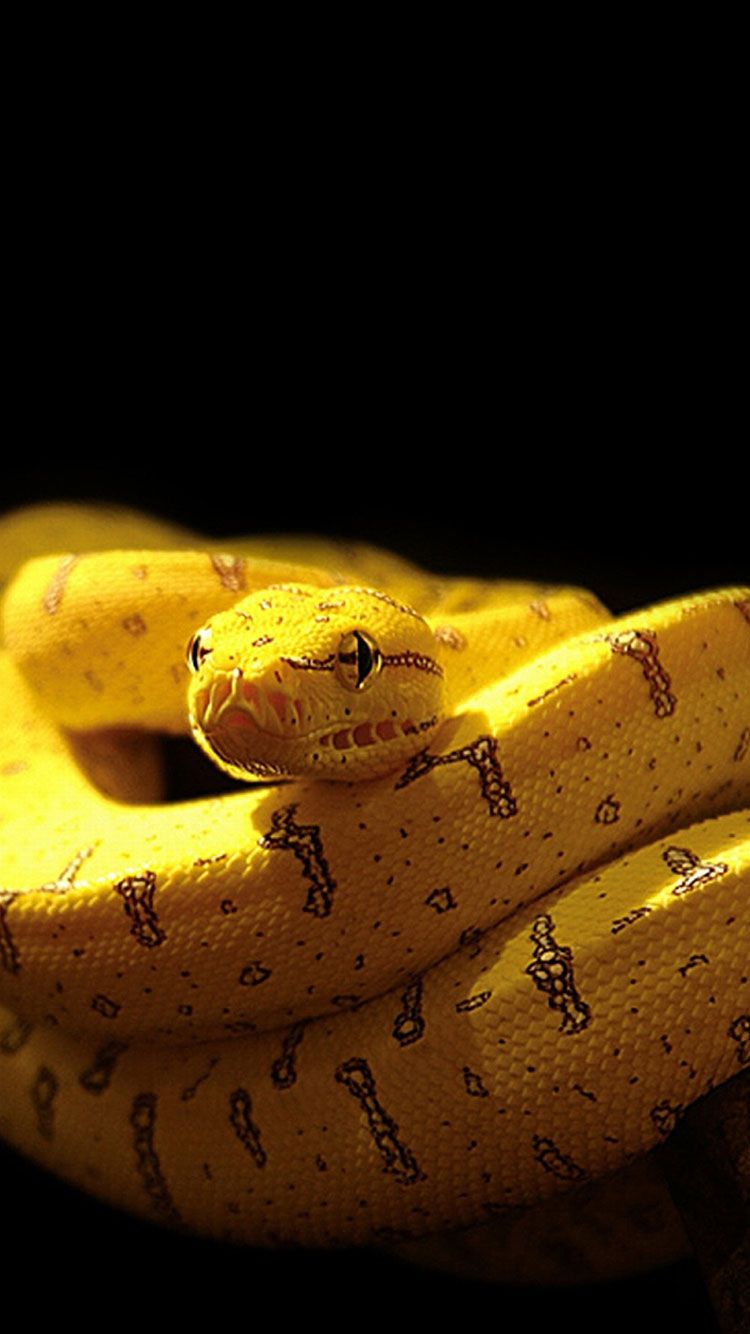 White Snake - Yellow Iphone X Wallpaper Hd , HD Wallpaper & Backgrounds