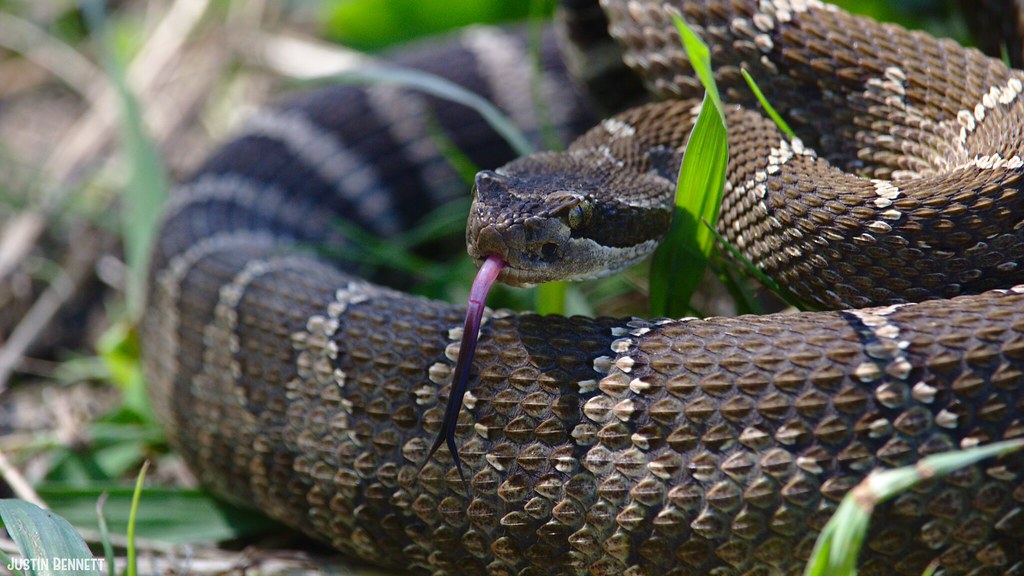 Rattlesnake Forked Tongue - Serpent , HD Wallpaper & Backgrounds