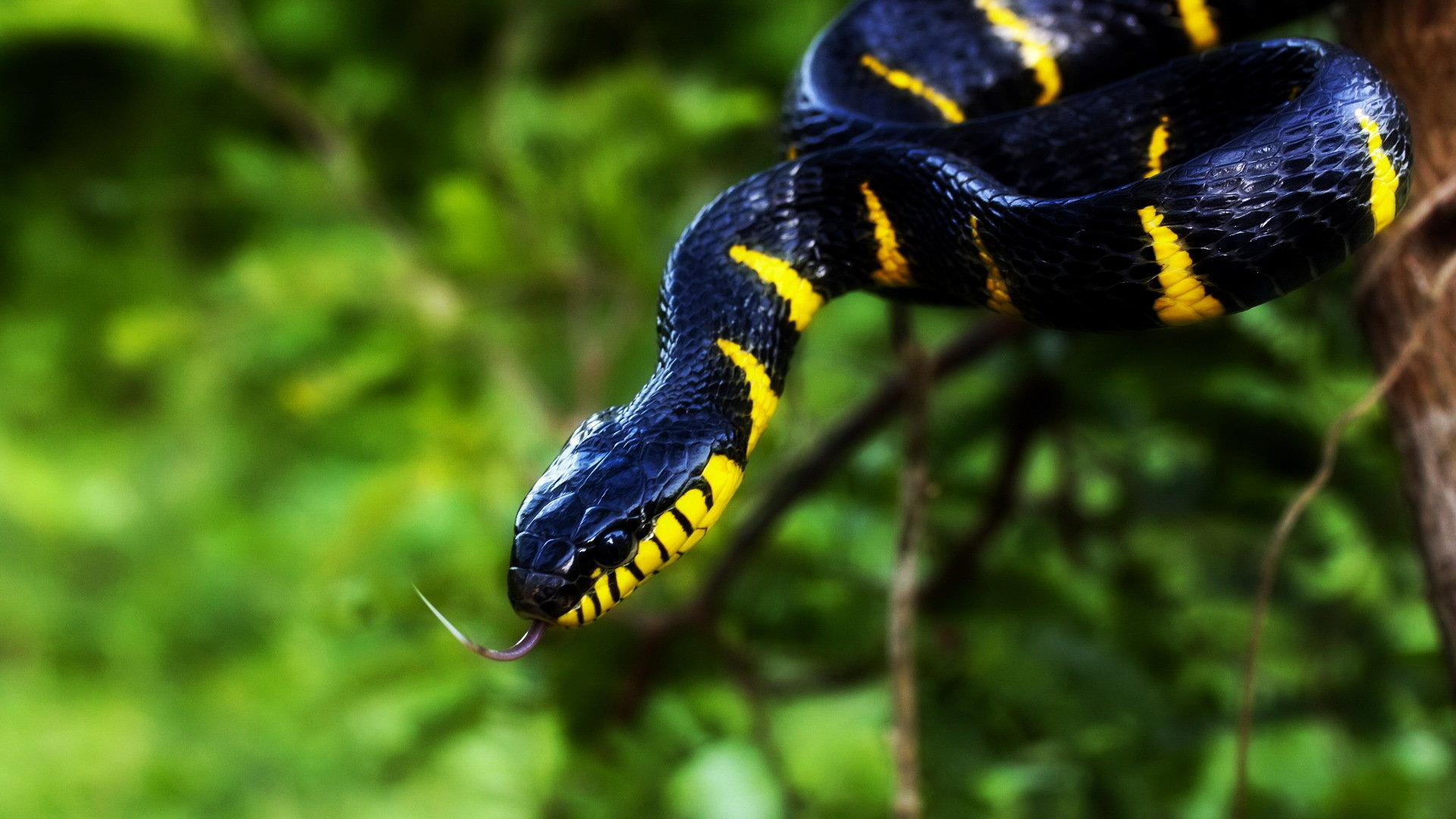 Free Snake High Quality Wallpaper Id - Snake Hd Wallpapers 1080p , HD Wallpaper & Backgrounds