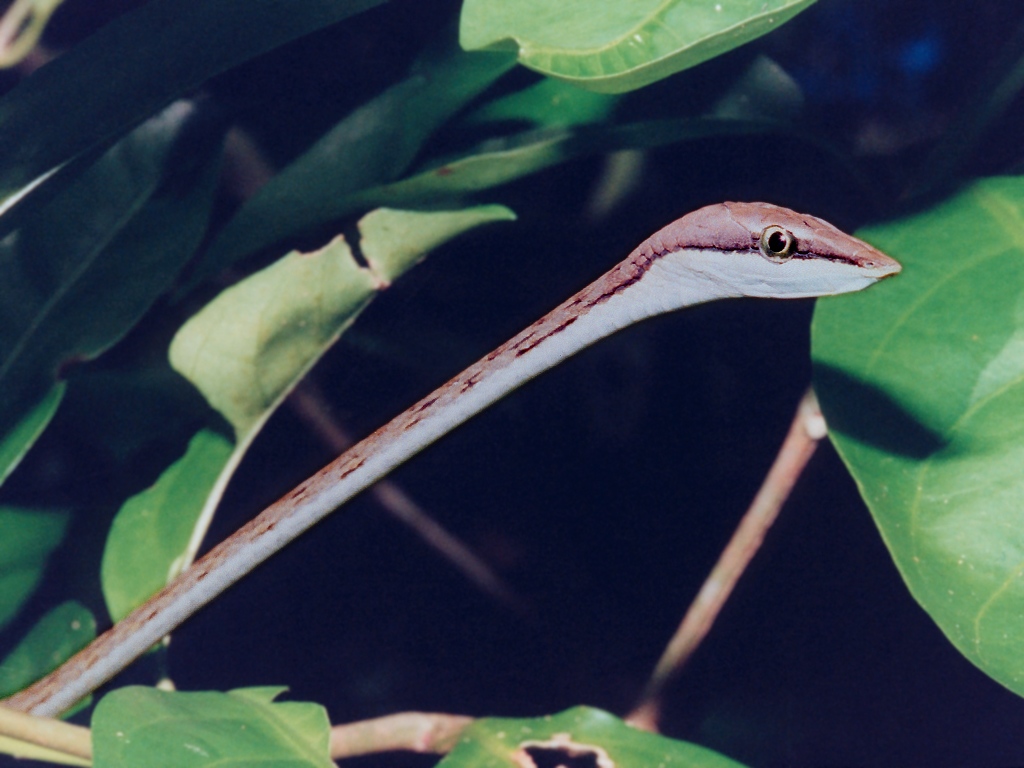 , Mexican Vine Snake - Tree Snakes In Mexico , HD Wallpaper & Backgrounds